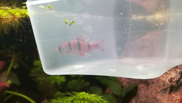 Sortie d'hôpital de Clandestino