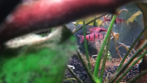 Sortie d'hôpital de Clandestino