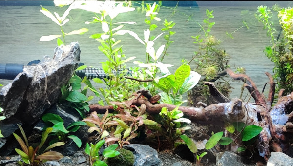 Aquarium amazonien