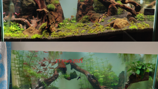 Avant Après 17 Mars/27 Mars