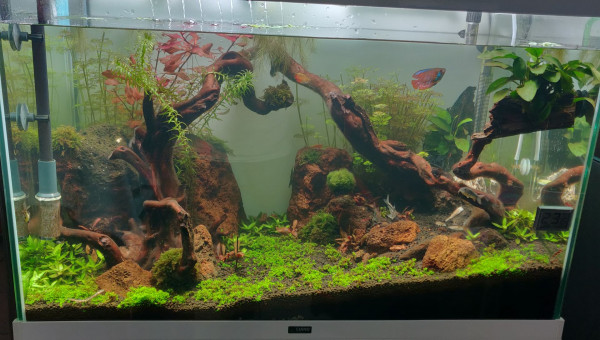 Découpe des plantes trop longues du fond et changement de 50 % de l'eau