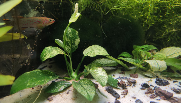 Update du paludarium