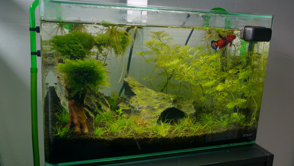 Petite photo de Vivid et de son bac