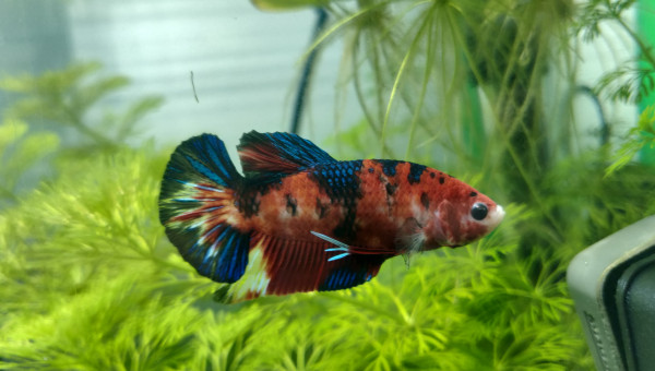 Petite photo de Vivid et de son bac