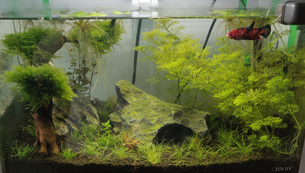 Petite photo de Vivid et de son bac