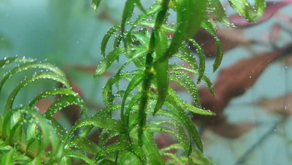 Nouveau système de CO2 artisanal