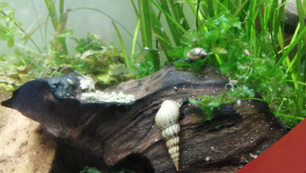 Mollusque et crustacés