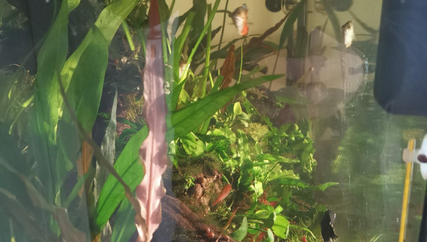 suppression des rochers