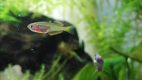 Grumpy fish fête ses 1 mois