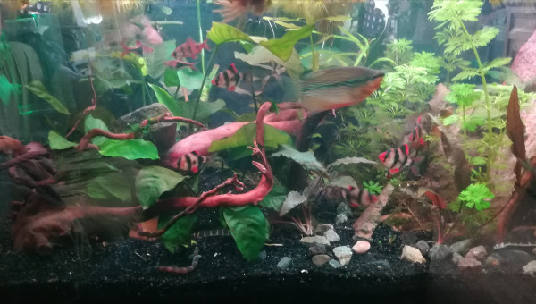 Les nitrates baissent