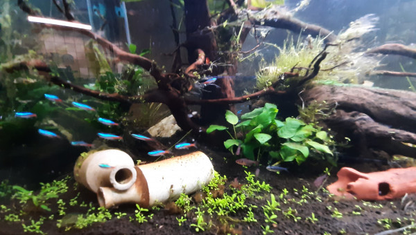 Les nouveaux habitants ont enménagé