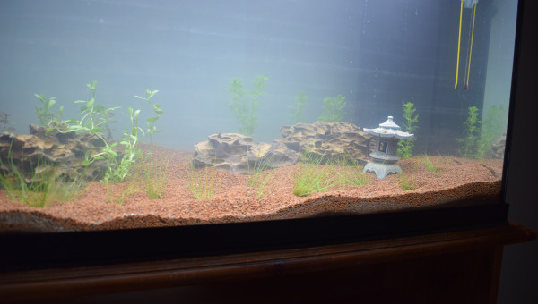 mise en eau + début de plantation