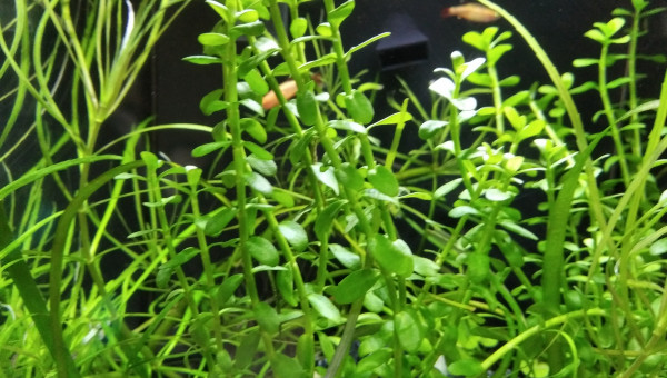 5 néons Doré (néon du pauvre)