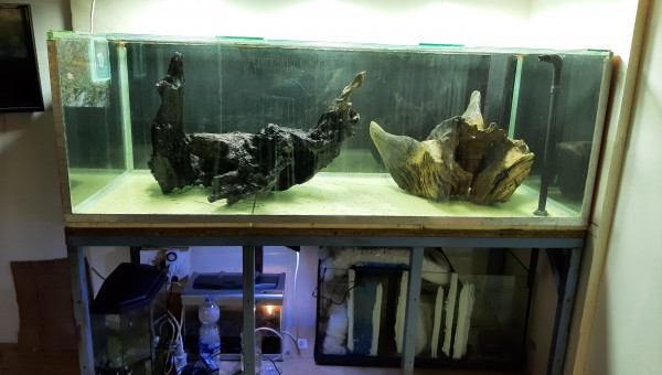 Nabuchodonosore : préparation.