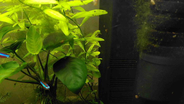 algues (filamenteuses?) et trous dans les feuilles