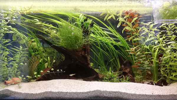 Aquarium au 01/04/21