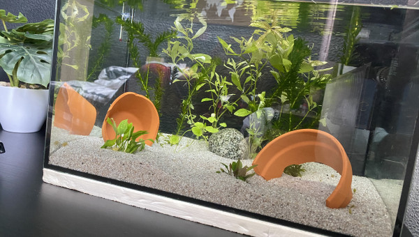 Aquarium de Gépèto