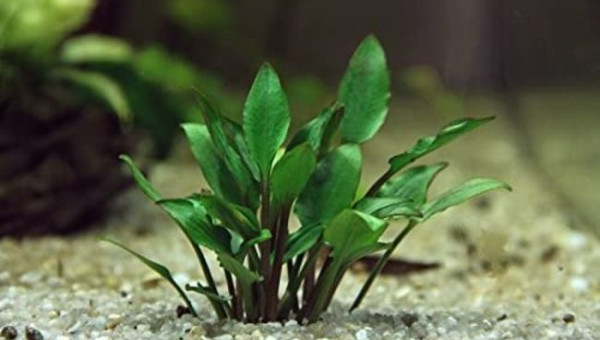 Recherche plantes originales