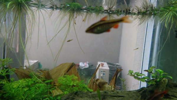 Petit alevin deviendra grand !