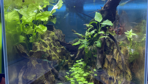 Changement de décor et d’aquarium