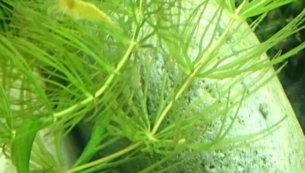 1er bébé mélanoïde