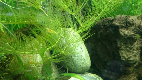 1er bébé mélanoïde