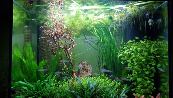 Nouvelle déco, une belle branche de chez skaii and shrimp