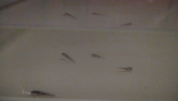 Qualité et quantité