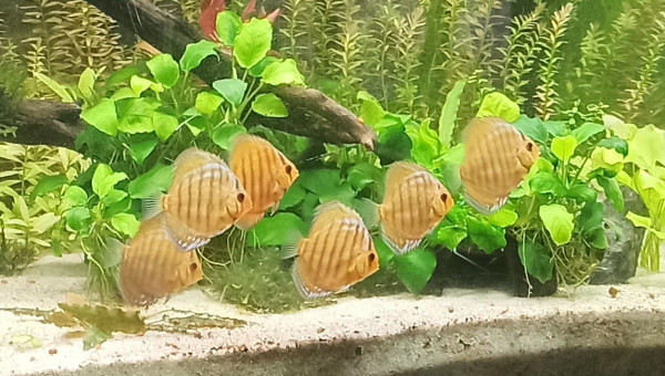 Discus Turquoises