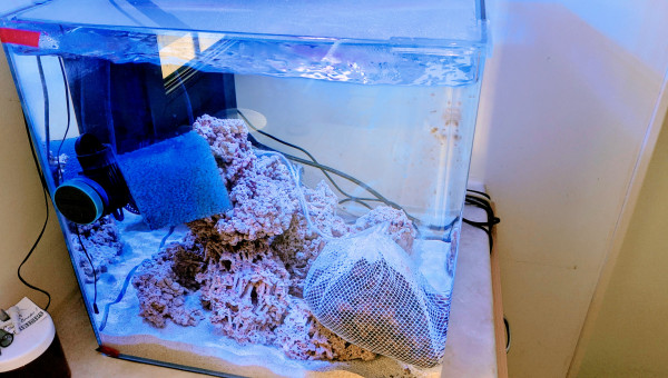 Mousse et bacteries Aquamicrofaune