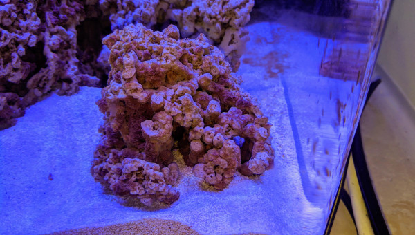 Apparition  algues brunes