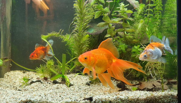 La Miss et les Misters