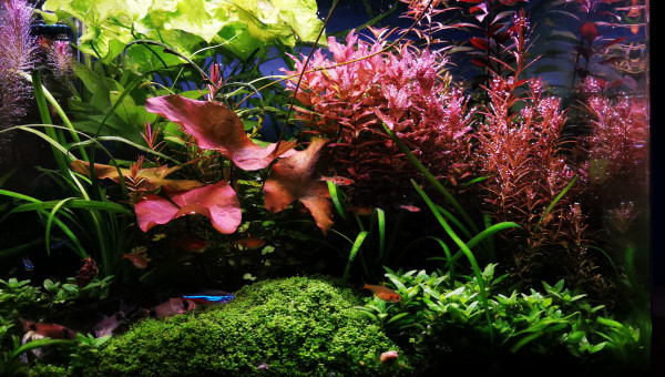 Avant la taille... :D