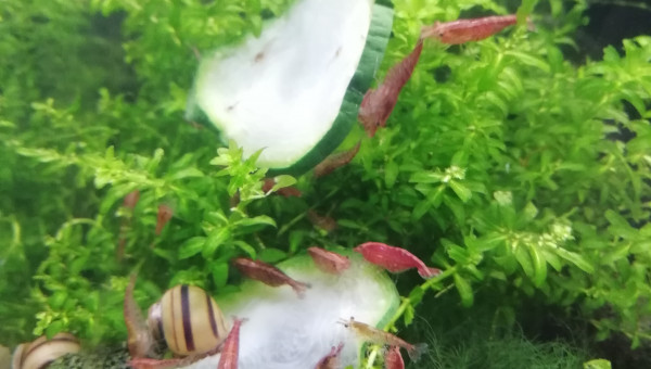 Asolene spixi et Red cherry