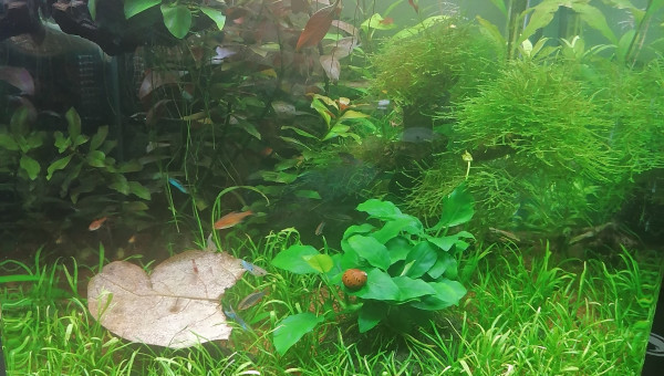 Après la floraison, l'automne...