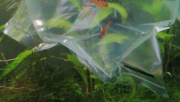 Ajout de 3 Tétras amande