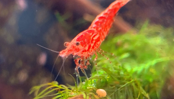 Enfin un équilbre !