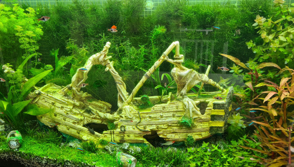 Mon aquarium après 3 mois