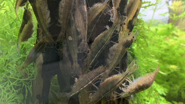 Manif de crevettes en colère