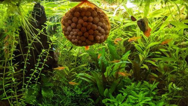 Mise en culture masses filtrantes