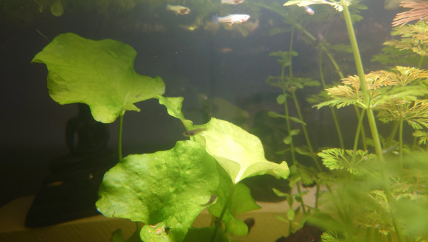 Echange et dons d'alevins Guppys