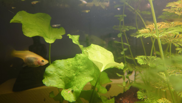 Echange et dons d'alevins Guppys