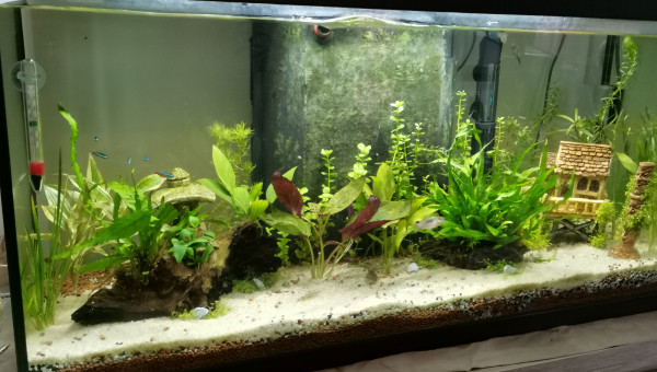 Ajout de plantes +arriver des nouveaux poissons