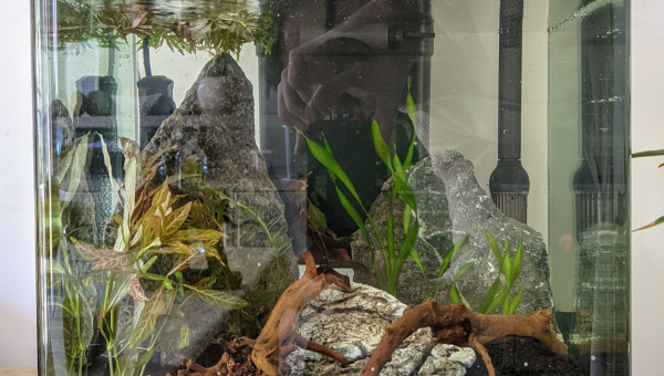 Première version de plantation