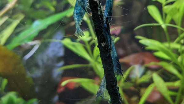 Foire à la crevette ?