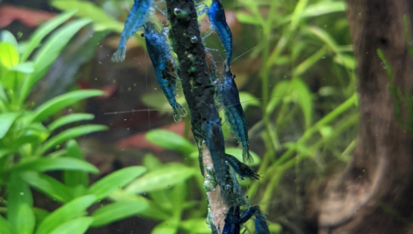 Foire à la crevette ?