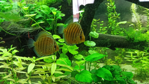 Discus et Apistogrammas