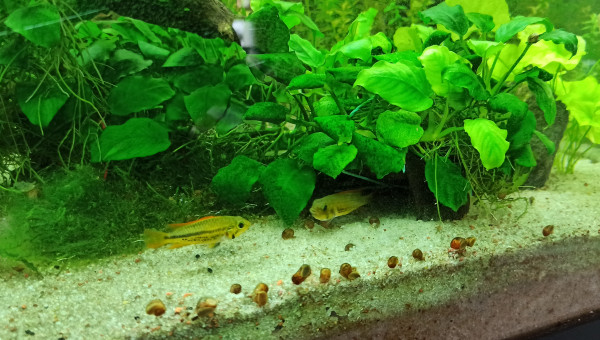Discus et Apistogrammas