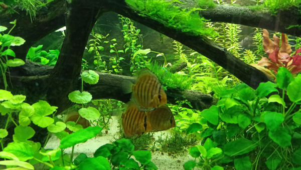 Discus et Apistogrammas