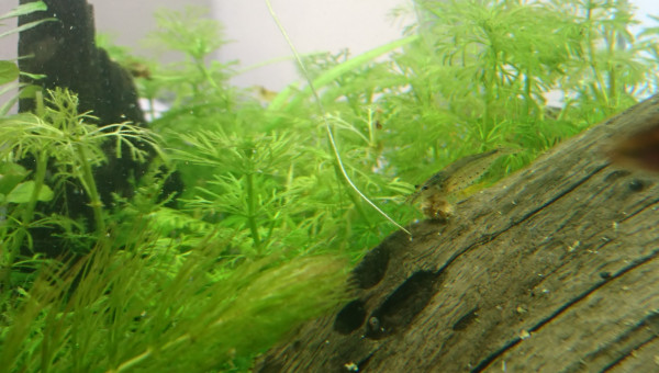 Expression : ne pas laisser sa part au chien  -> Illustration